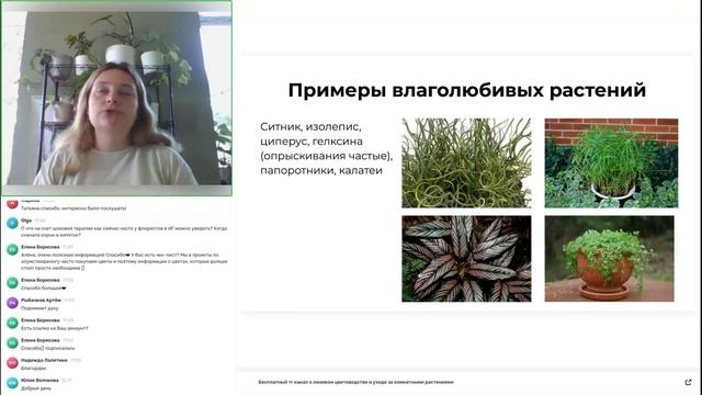 Эфир: распространенные ошибки в уходе за комнатными растениями