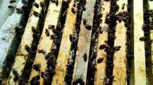 Результат шока! + Налет на матку!