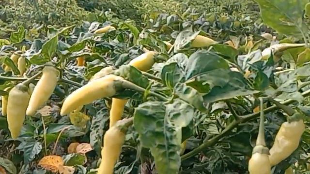 cabe varietas vs prentul gs tahan hama cepat panen dan hdup lama смотреть онлайн