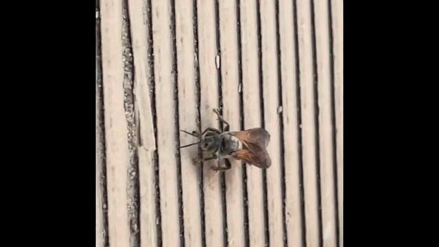 Avispas asesinas смотреть онлайн