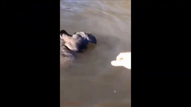 Жаба - птицеед смотреть онлайн