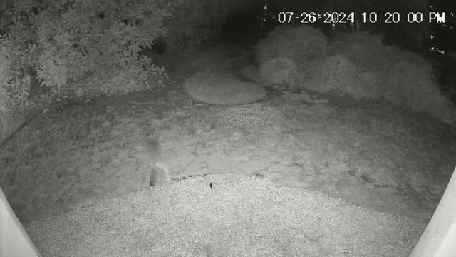 7 26 2024 Night Coyote смотреть онлайн