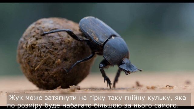 Найсильніший / 7 лютого смотреть онлайн