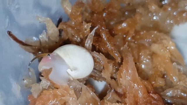 Arboreal snail смотреть онлайн