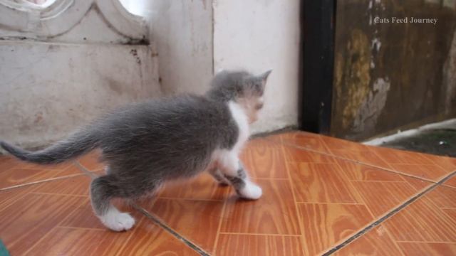 Invasion of cute kittens in backyard смотреть онлайн