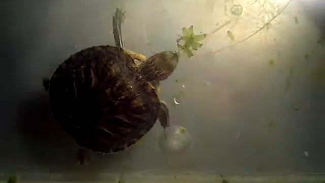 Red Ear Slider Eating Anacharis смотреть онлайн
