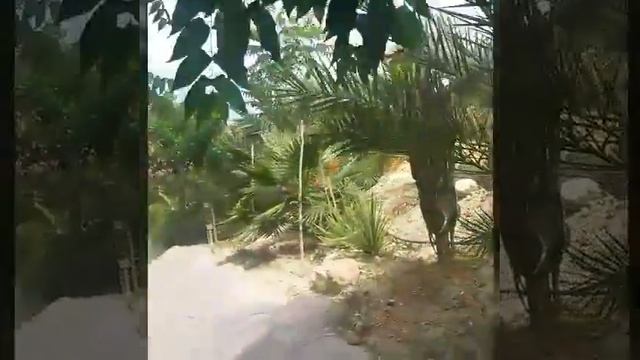 Поездка в парк динозавров Греция, Крит,май смотреть онлайн