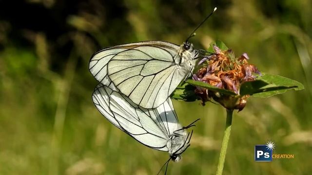 Black veined White Butterflies (Aporia crataegi) смотреть онлайн