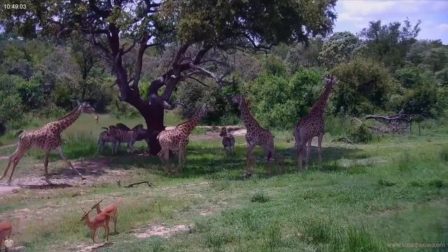 Четыре жирафа смотреть онлайн