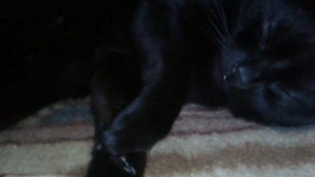 Котик и его суперские лапки смотреть онлайн