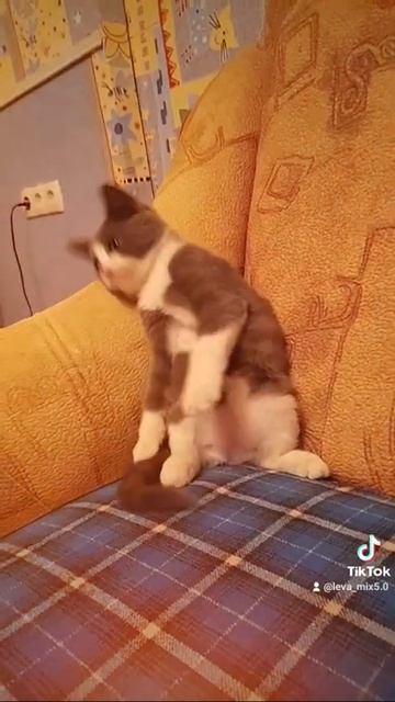 💝😻👑Самое милое видео на свете💝😻👑 смотреть онлайн