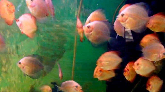 Paletki discus red cover / red white young free swimming five week later (robinrex) смотреть онлайн