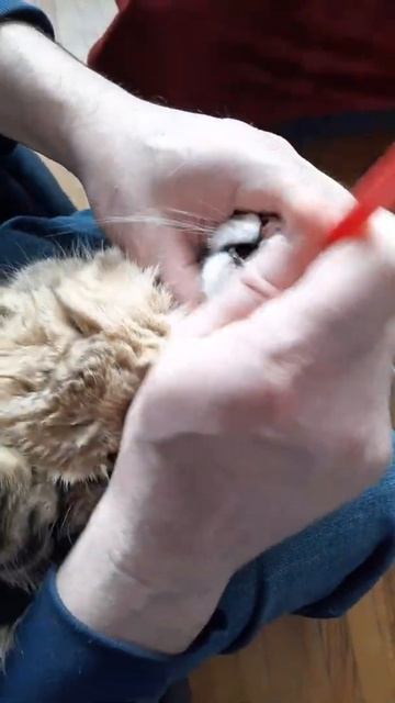 Tabby Kitty Getting Her Teeth Cleaned! (Kitty Video #8) смотреть онлайн