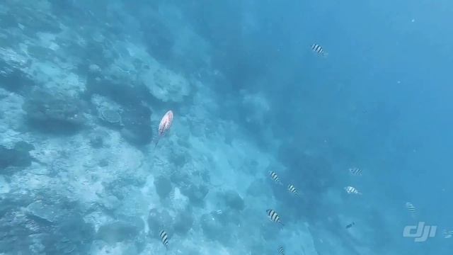 Snorkeling near Maiton island with DJI Osmo Action смотреть онлайн