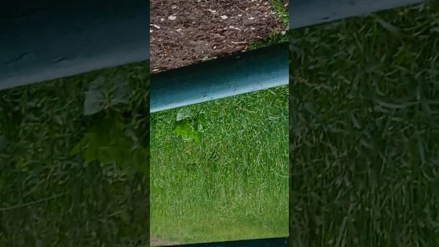 зубры очень большие и бизоны тоже смотреть онлайн