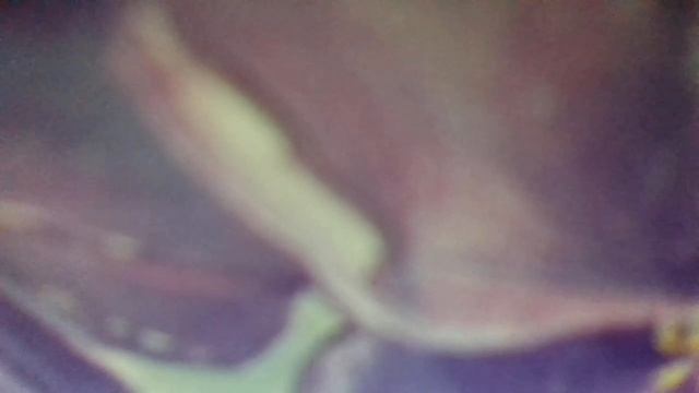 Пчела (С цветка перелетает на цветок)наброски) смотреть онлайн
