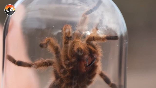 Укусил ПАУК ТАРАНТУЛ! | Brave Wilderness На Русском