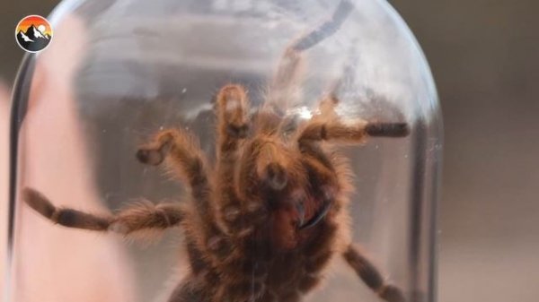 Укусил ПАУК ТАРАНТУЛ! | Brave Wilderness На Русском