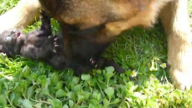 Daname 2008 06 15 Charon a mimi Leila hygiena смотреть онлайн