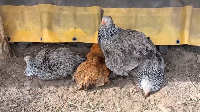 Кури відпочивають як цуп цоп смотреть онлайн