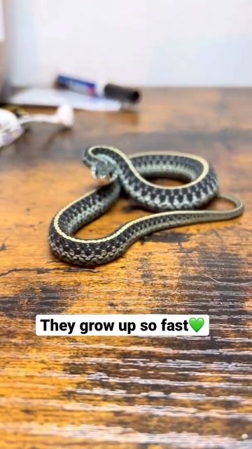 My Blue Garter Snake just turned 1 Year old 🎉🐍 смотреть онлайн