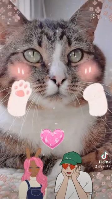 #cats почему на земле семь миллиардов человек #топ кошка в меня никто не влюблен 😿 смотреть онлайн