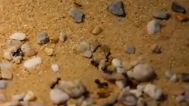 Cataglyphis (6).avi смотреть онлайн