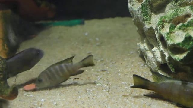 Пару минут из жизни elongatus bee Chirwa смотреть онлайн