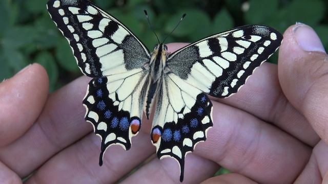 Wild Swallowtail ON MY HAND! (Papilio machaon) смотреть онлайн