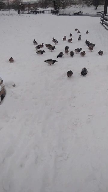 дикие утки бегут за нами смотреть онлайн