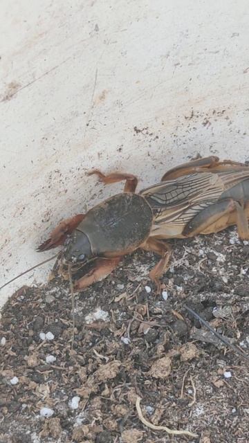 Опасный вредитель - медведка. #сад #огород #вредители #garden #insects #насекомые #опасные смотреть онлайн