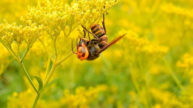 ムビる10558 コガタスズメバチ？ kogatasuzumebachi смотреть онлайн