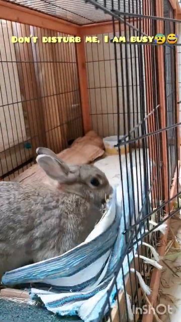 Don't disturb me,I'm busy #rabbit#bunny l#lapin #coelho#kaninchen#konijn#兔#ウサギ#kelinci#conejo#short смотреть онлайн