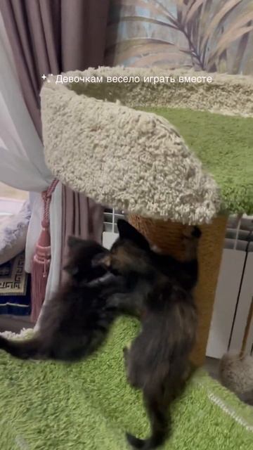Котята из приюта. Первый месяц дома. #котятки #котики #новосибирск #питомцы #приютдлякошек #коты смотреть онлайн