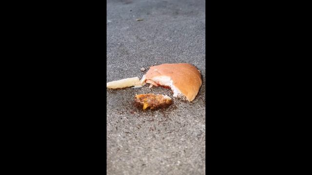 Time-lapse ANTS VS BURGER 🐜VS🍔 смотреть онлайн