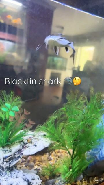Blackfin shark #shark #aquarium #fyp #catfish смотреть онлайн