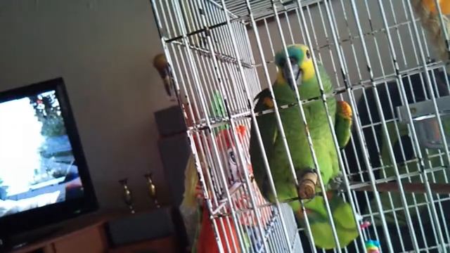 Horny Parrot