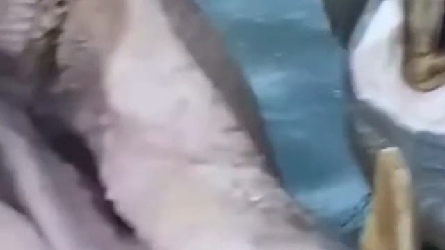 Бегемот и капуста смотреть онлайн