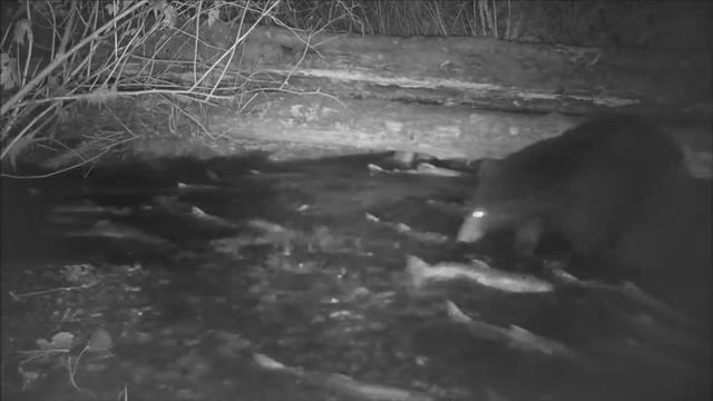 Медведь на ночной рыбалке!HD 2019 смотреть онлайн