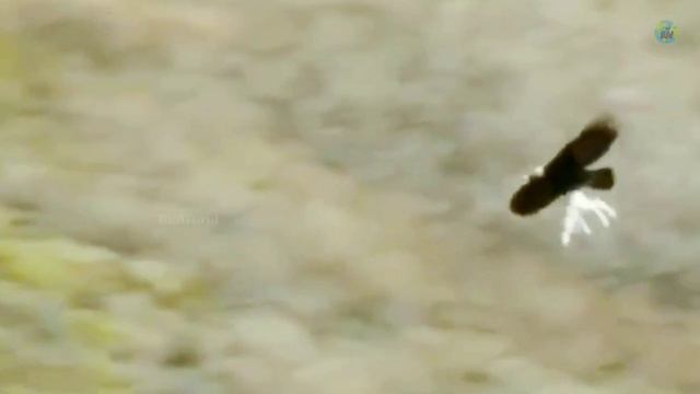Top 10 Strongest Animals in the World | Tamil | Elephant vs Ant | Animals lifting weights | BioWorl смотреть онлайн