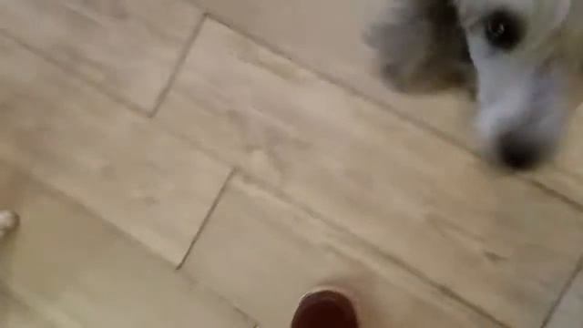 Socializing fearful dogs with new dogs Jade and Sadie 2 смотреть онлайн