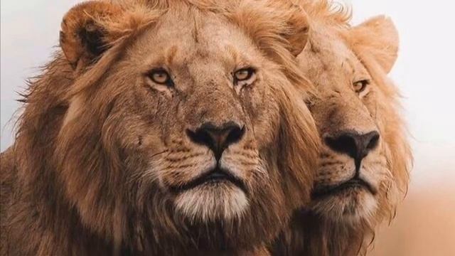 Красивый Нашид