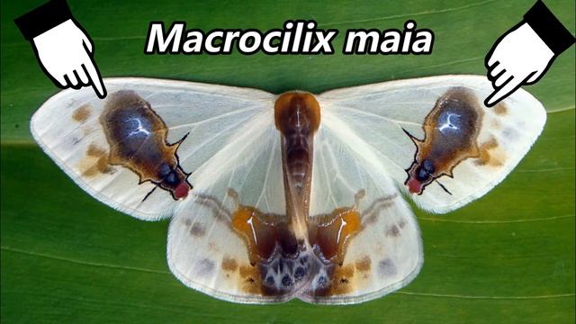 Unik, Kupu Kupu Bersayap Motif Lalat ditemukan di Aceh - Macrocilix maia смотреть онлайн