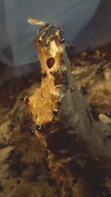 Ant-Sitter per un Mese, Considerazioni Etiche sull'Antkeeping смотреть онлайн