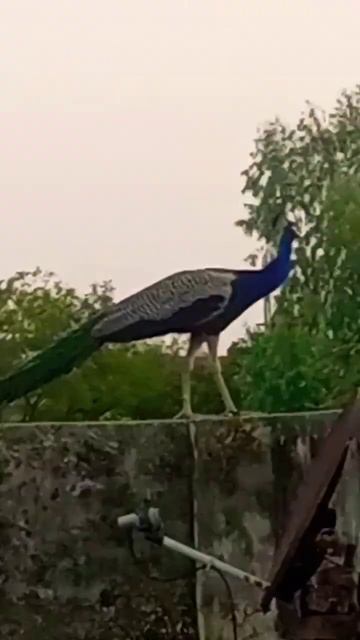 Indian peacock voice 🦚 #peacock #videos #shorts #viral #shortsvideo 🦚🦚🦚 смотреть онлайн