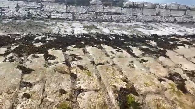 Shore foraging seafood - finding food смотреть онлайн