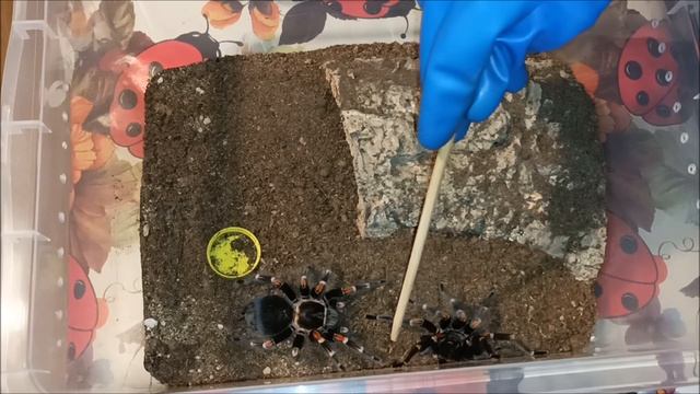 Brachypelma auratum смотреть онлайн
