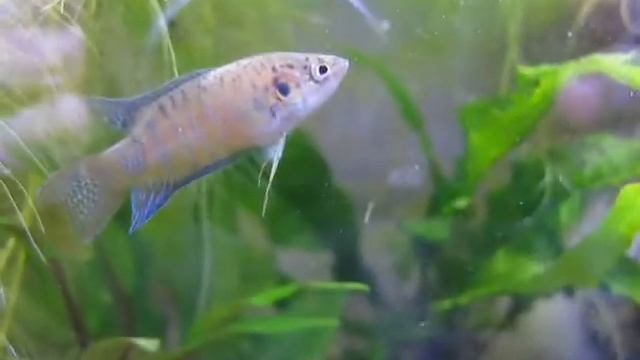 Macropodus opercularis Quan Nam 01 смотреть онлайн