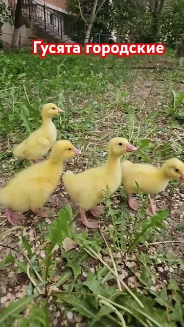 Городские гусята #юмор #тренды #funnyanimal #гусята #птицы #домашниеживотные #duck #прикол смотреть онлайн