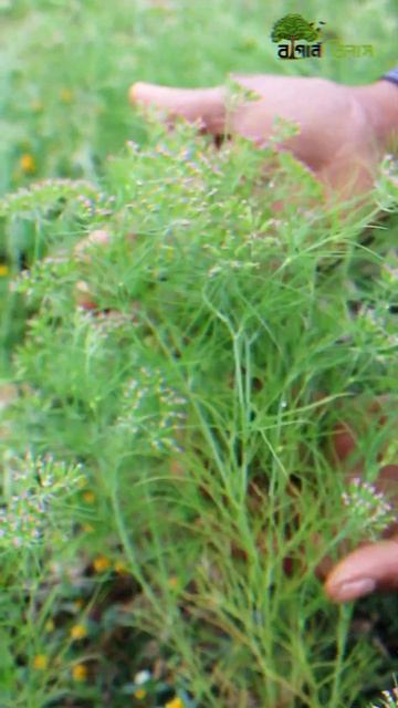 #shorts || "Cumin Chronicles: A Spice Odyssey from Seed to Savor | Baganbilas Agro Delights 🌿✨" смотреть онлайн